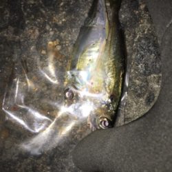 木の葉アジング