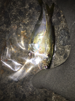 木の葉アジング