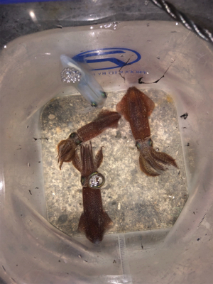 ヒイカエギング