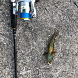 寒波ライトゲーム