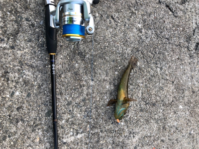 寒波ライトゲーム