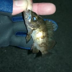 ナイトアジング