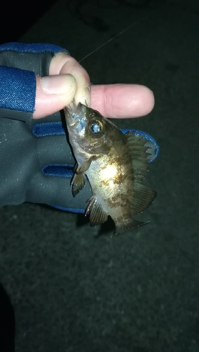 ナイトアジング