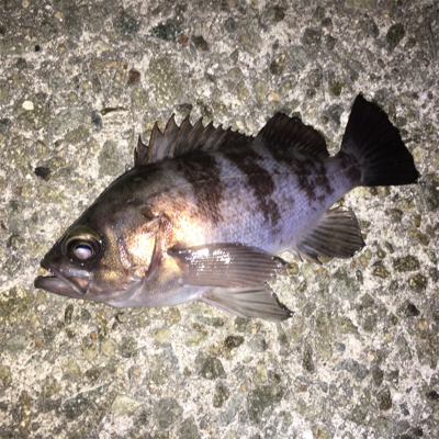 寒波でメバリング