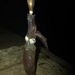 今年最後のヒイカ釣り＼(^^)／プチ1091状態！