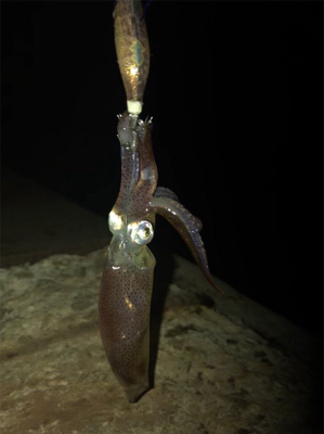 今年最後のヒイカ釣り＼(^^)／プチ1091状態！