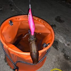 ライトエギングで釣り納め！