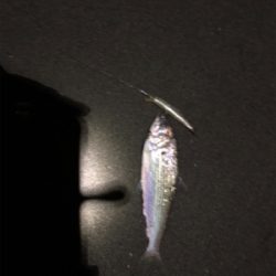 マイクロソゲとベイトのコノシロ