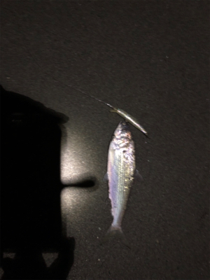 マイクロソゲとベイトのコノシロ