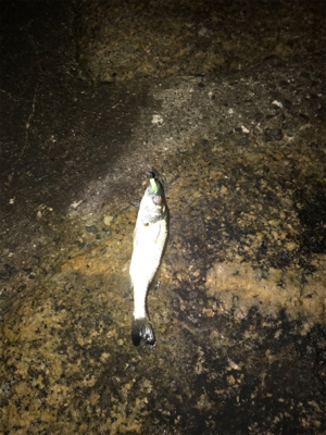 癒しのライトゲーム