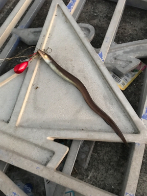 激さむラスト釣行