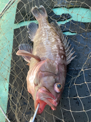 寒ブリを求めて 2