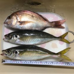 初めての高仕掛け釣り