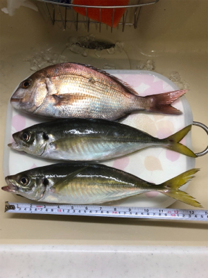 初めての高仕掛け釣り