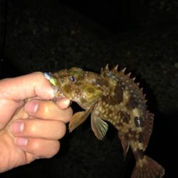 釣り納めメバリング！