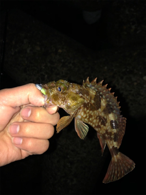 釣り納めメバリング！