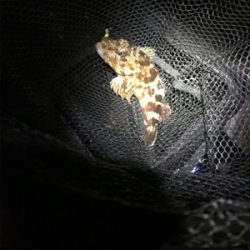 釣り納メバリング