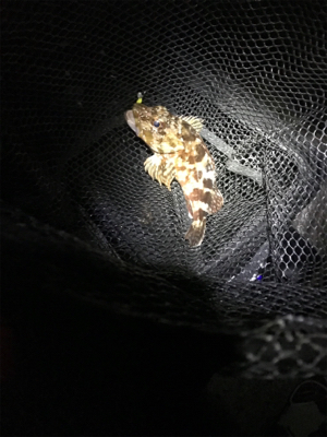 釣り納メバリング