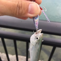 河川でミナミイケカツオ