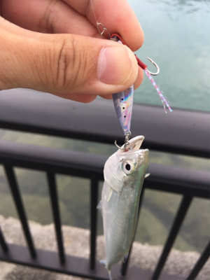 河川でミナミイケカツオ