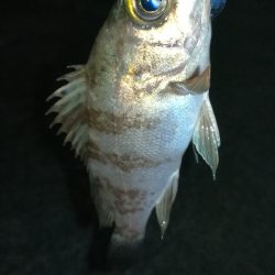 ナイトメバリング