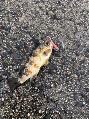 デイライトゲーム