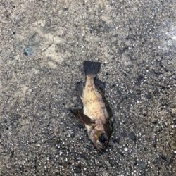 極寒のライトゲーム