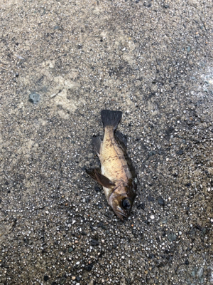 極寒のライトゲーム