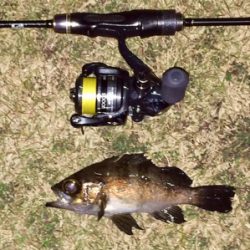 メバリンガー1859〜1937