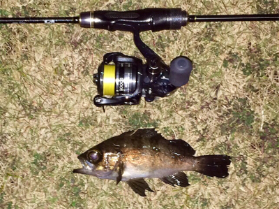 メバリンガー1859〜1937