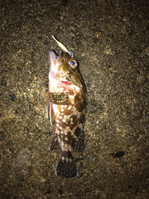 メバダート1インチ白。