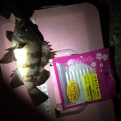 なんとか竿納まってよかった笑