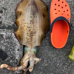 今年の竿おさめ