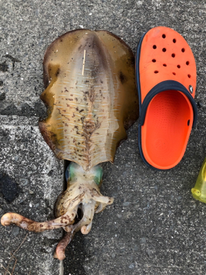 今年の竿おさめ