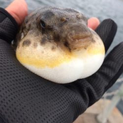 サビキで五目釣り