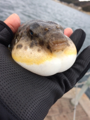 サビキで五目釣り