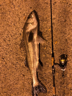 ほんまの釣り納め ランカーGET！