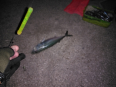 釣り納めは鯖ゲー