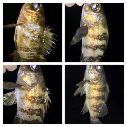 メバリンガー1845〜1935