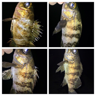 メバリンガー1845〜1935