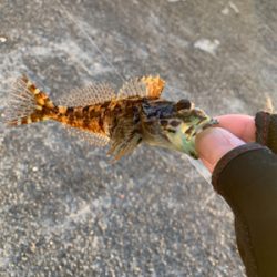 大晦日マイクロジギング