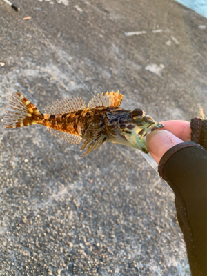 大晦日マイクロジギング