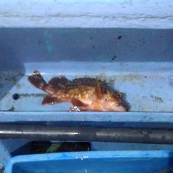 ロックフィッシュショート便