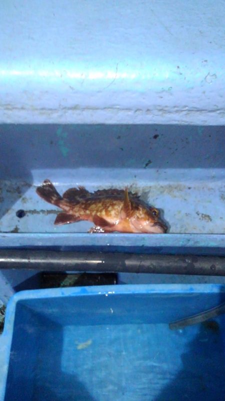 ロックフィッシュショート便