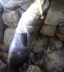 サヨリパターン