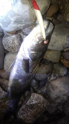 サヨリパターン