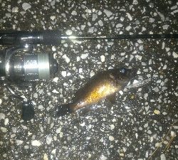 今年は型が小さい。。。