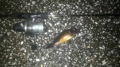 今年は型が小さい。。。