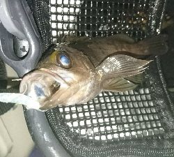 2018メバリング調査