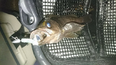 2018メバリング調査